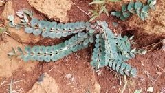 Euphorbia umbellulata