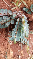 Euphorbia umbellulata