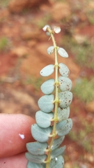 Euphorbia umbellulata