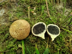 Scleroderma michiganense