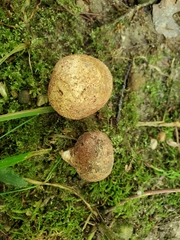 Scleroderma michiganense