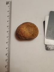 Scleroderma michiganense