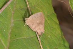 Surendra quercetorum