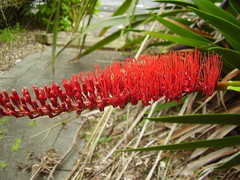 Xeronema callistemon
