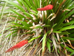 Xeronema callistemon