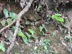 Tectaria harlandii