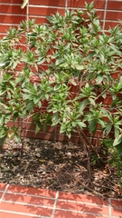 Rhododendron pulchrum phoeniceum