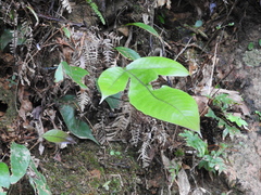 Tectaria harlandii
