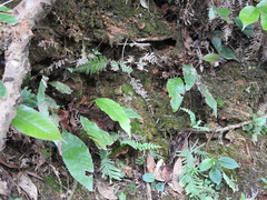 Tectaria harlandii