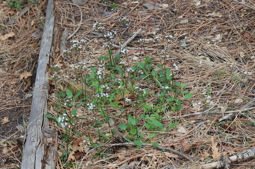 Image of Valeriana arizonica by no rights reserved