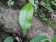 Tectaria harlandii
