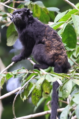 Eastern Black-Handed Tamarin photo 4