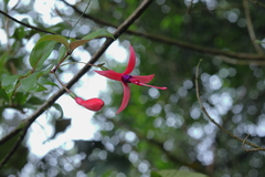 Fuchsia regia, photograph (c) Carlos Alexandre Mattos Raposo, some rights reserved (CC BY)