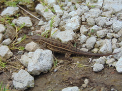 Sceloporus subniger