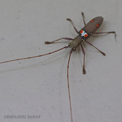 Olenecamptus bilobus