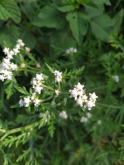 Parthenium