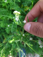 Parthenium