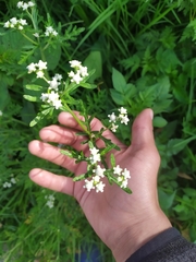 Parthenium
