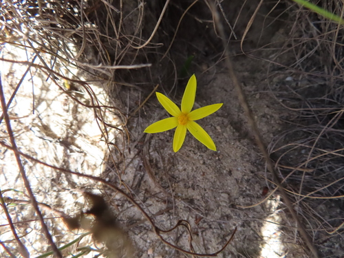 Image of Empodium plicatum by (c) linkie, some rights reserved (CC BY)