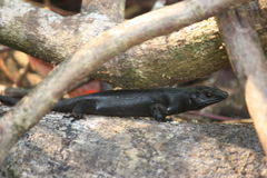 Emoia nigra