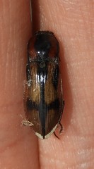 Selatosomus pulcher