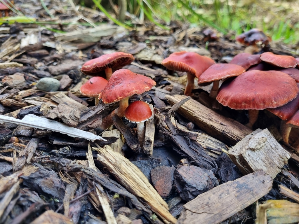 Leratiomyces ceres · April 2025 · photo: © sebastiandoak (iNaturalist, cc-by)