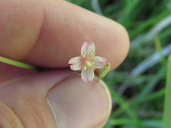 Epilobium glaberrimum