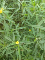 Stylosanthes erecta