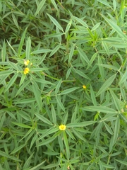 Stylosanthes erecta