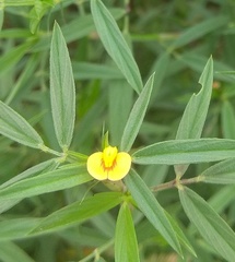 Stylosanthes erecta