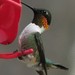 Ruby-throated and Black-chinned Hummingbirds - Photo (c) Vicki DeLoach, some rights reserved (CC BY-NC-ND)