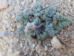 Cymopterus cinerarius