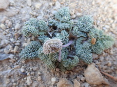 Cymopterus cinerarius