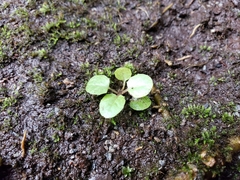 Coprosma rotundifolia