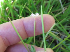 Epilobium glaberrimum
