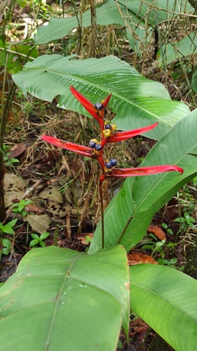 Image of Heliconia acuminata by (c) Guillaume Delaitre, some rights reserved (CC BY)