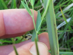 Epilobium glaberrimum