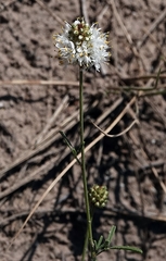 Dalea multiflora