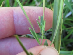 Epilobium glaberrimum