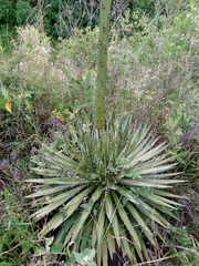Agave schidigera
