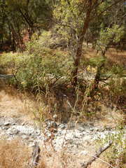 Helianthus californicus