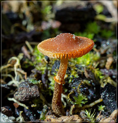 Pholiotina gracilenta