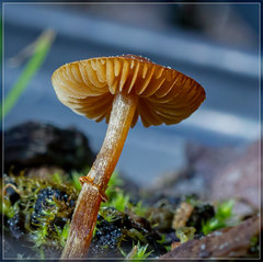 Pholiotina gracilenta