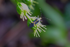 Hypselonotus linea