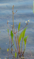 Alisma gramineum