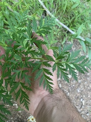 Ligusticum