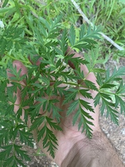 Ligusticum