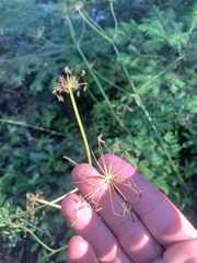 Ligusticum