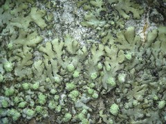 Phaeophyscia insignis