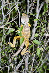 Crotaphytus nebrius